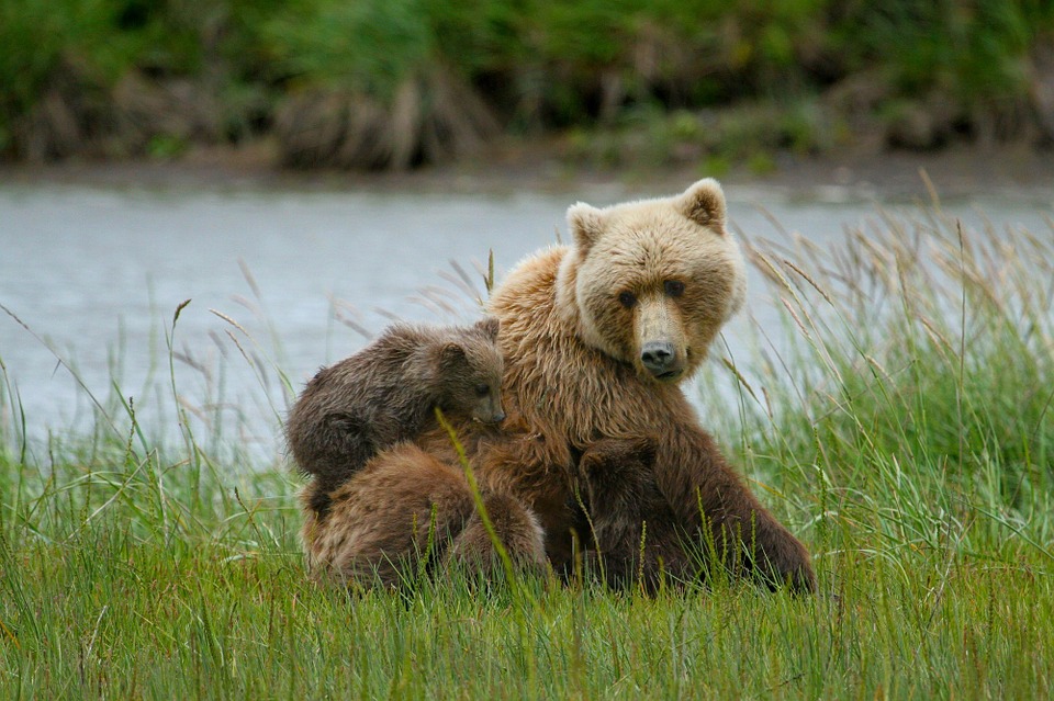 VAROVANIE poľovníkov: V obľúbených oddychových zónach pri Prievidzi sa pohybujú medvede