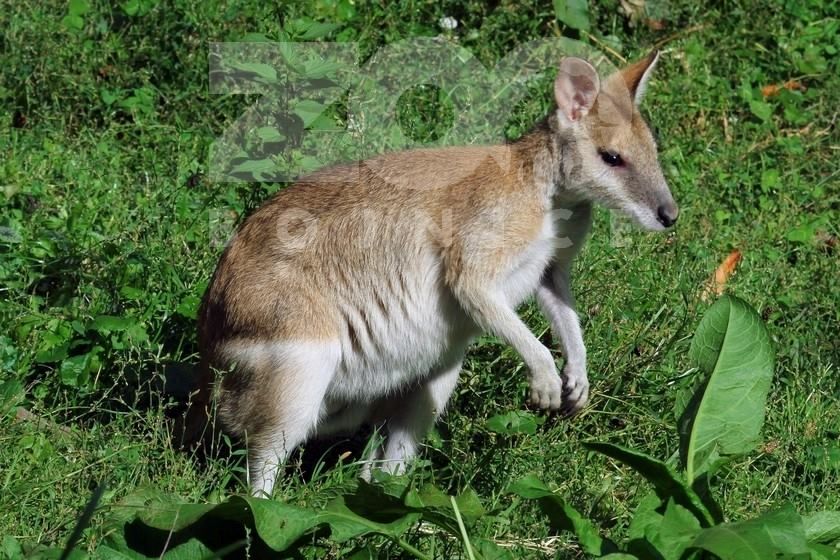 V ZOO Bojnice pribudol nový druh kengury