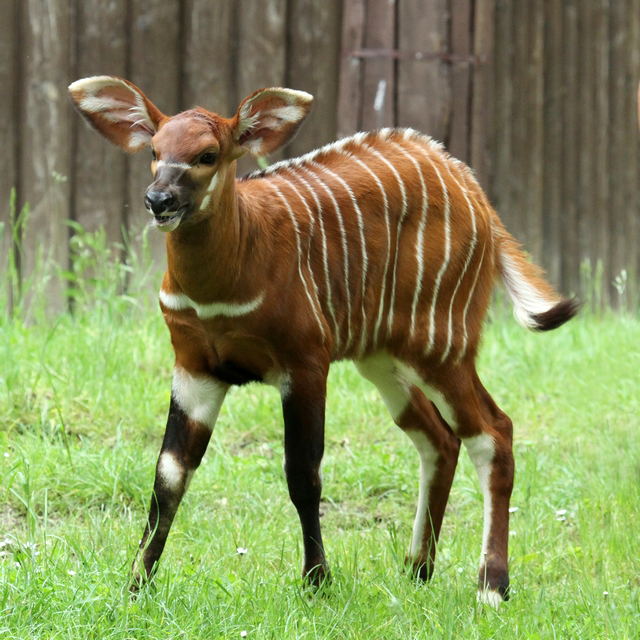 Nové mláďa kriticky ohrozenej antilopy v Zoo Bojnice