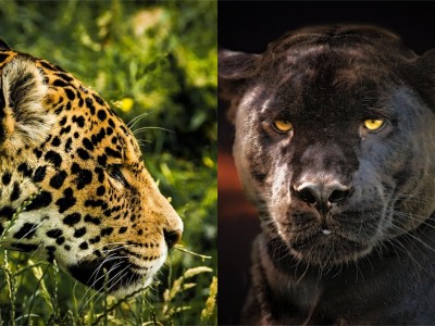 Tanec v stopách Jaguára a Čierneho Pantera