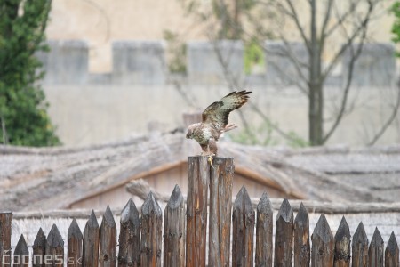 Foto a video: Bojnice - OTVORENIE LETNEJ TURISTICKEJ SEZÓNY 2019 a Oslava 25.výročia Sokoliarov Aquila 79