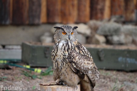 Foto a video: Bojnice - OTVORENIE LETNEJ TURISTICKEJ SEZÓNY 2019 a Oslava 25.výročia Sokoliarov Aquila 88