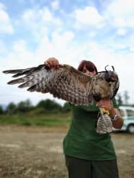 Foto: Zoo Bojnice môže kontrolovať rehabilitáciu vtákov, ktoré vypustili 7