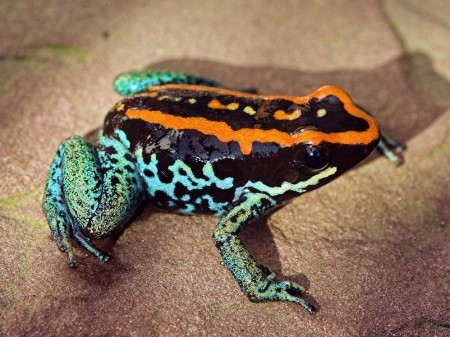 Foto: Národná zoo Bojnice chová najjedovatejšie zvieratá sveta, merajú iba pár centimetrov 4