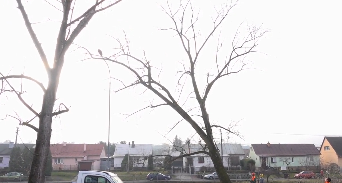 Video: Vysoké stromy na Nábreží sv. Cyrila v Prievidzi dali vypíliť. Výrub bol povolený