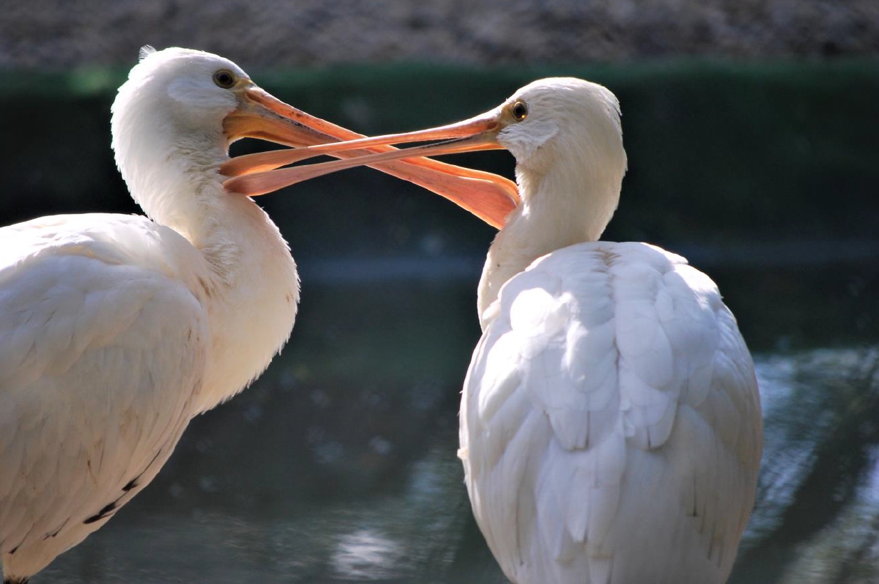 Vyjadrenie Národnej zoo Bojnice k aktuálnej situácií a vtáčej chrípke