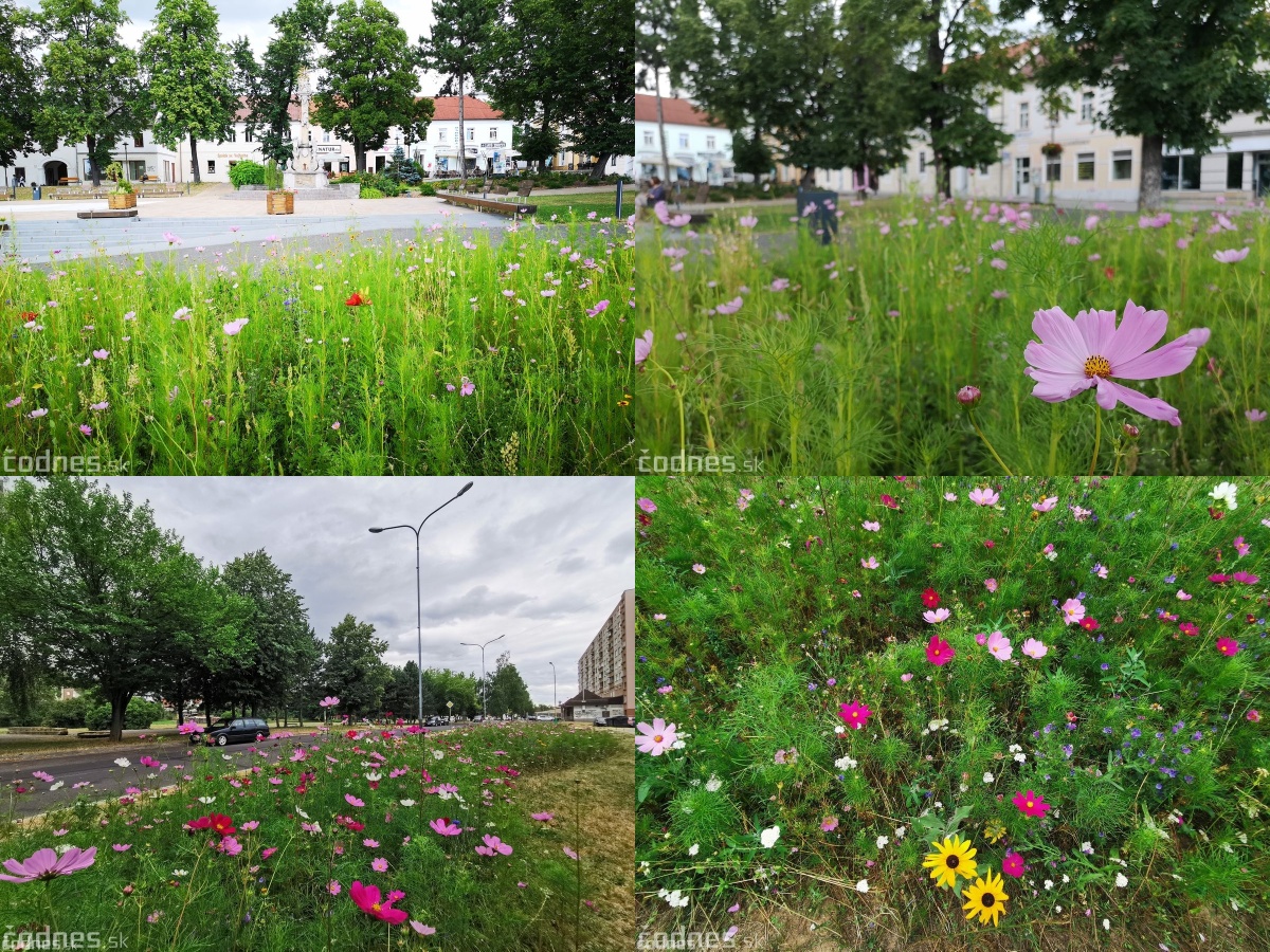 Foto: Mesto Prievidza pokračuje s výsevom lúčnych kvetov aj tento rok