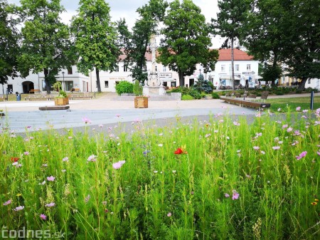 Foto: Mesto Prievidza pokračuje s výsevom lúčnych kvetov aj tento rok 0
