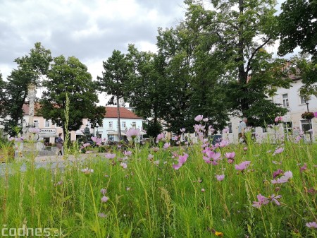 Foto: Mesto Prievidza pokračuje s výsevom lúčnych kvetov aj tento rok 1