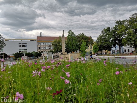Foto: Mesto Prievidza pokračuje s výsevom lúčnych kvetov aj tento rok 2