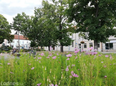 Foto: Mesto Prievidza pokračuje s výsevom lúčnych kvetov aj tento rok 3