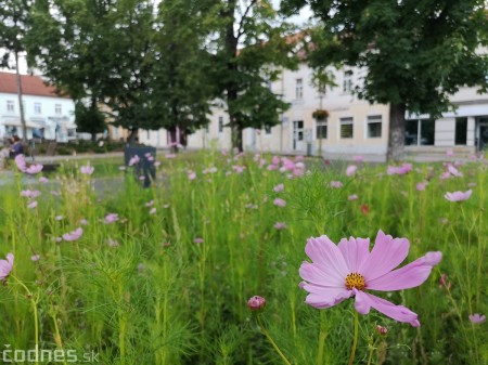 Foto: Mesto Prievidza pokračuje s výsevom lúčnych kvetov aj tento rok 4