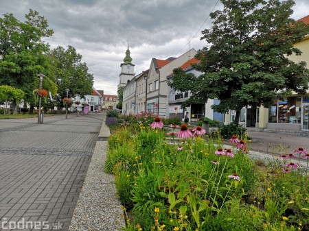 Foto: Mesto Prievidza pokračuje s výsevom lúčnych kvetov aj tento rok 5