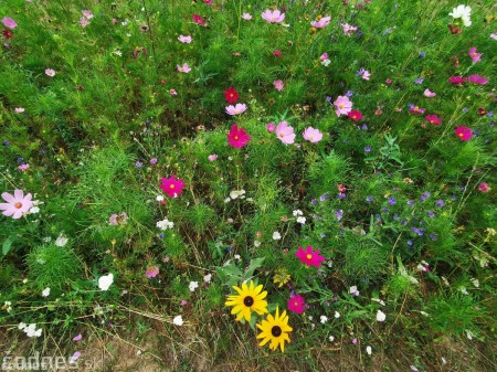 Foto: Mesto Prievidza pokračuje s výsevom lúčnych kvetov aj tento rok 7