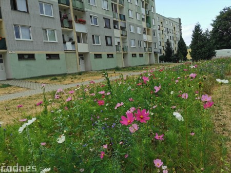 Foto: Mesto Prievidza pokračuje s výsevom lúčnych kvetov aj tento rok 10