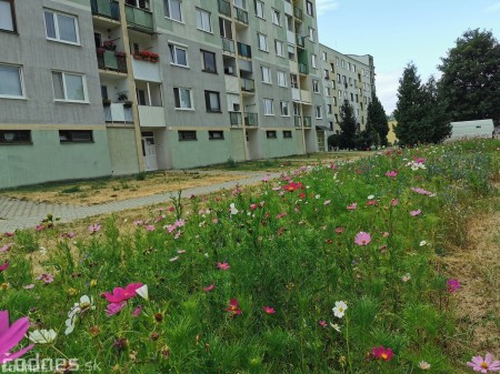 Foto: Mesto Prievidza pokračuje s výsevom lúčnych kvetov aj tento rok 11