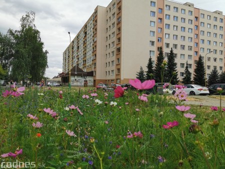 Foto: Mesto Prievidza pokračuje s výsevom lúčnych kvetov aj tento rok 12
