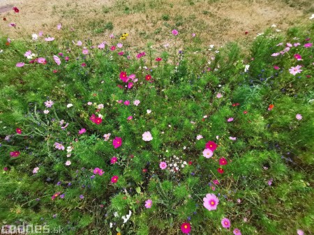 Foto: Mesto Prievidza pokračuje s výsevom lúčnych kvetov aj tento rok 13
