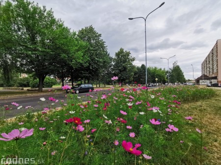 Foto: Mesto Prievidza pokračuje s výsevom lúčnych kvetov aj tento rok 14