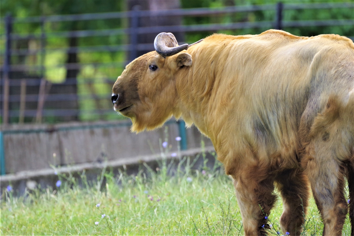 Foto: NÁRODNÁ ZOO BOJNICE ZÍSKALA MLADÉHO SAMCA TAKINA ZLATÉHO