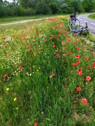 Video: V Trenčianskom kraji otvorili nový 11-kilometrový úsek cyklotrasy medzi mestami Trenčín a Nemšová, v rámci cezhraničného projektu Na bicykli po stopách histórie. 10