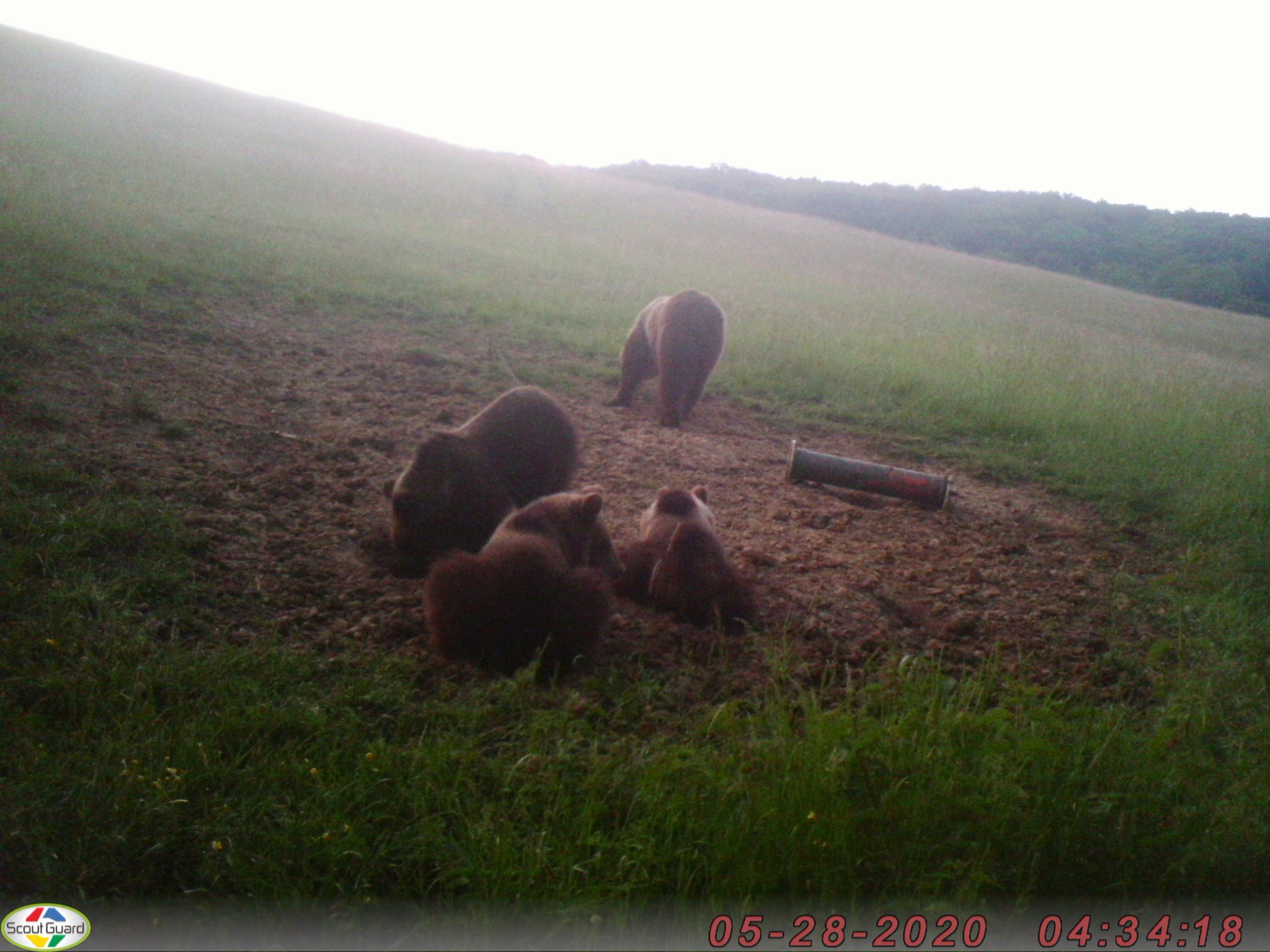 Pozor: V okolí Šutoviec pri Prievidzi sa pohybuje medvedica s troma mladými
