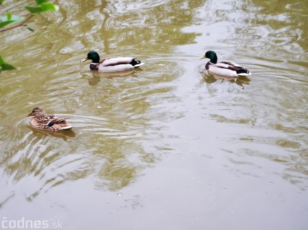 Foto: Mestský park v Prievidzi sa rozvíja vďaka novým projektom 15