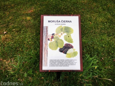 Foto: Mestský park v Prievidzi sa rozvíja vďaka novým projektom 16