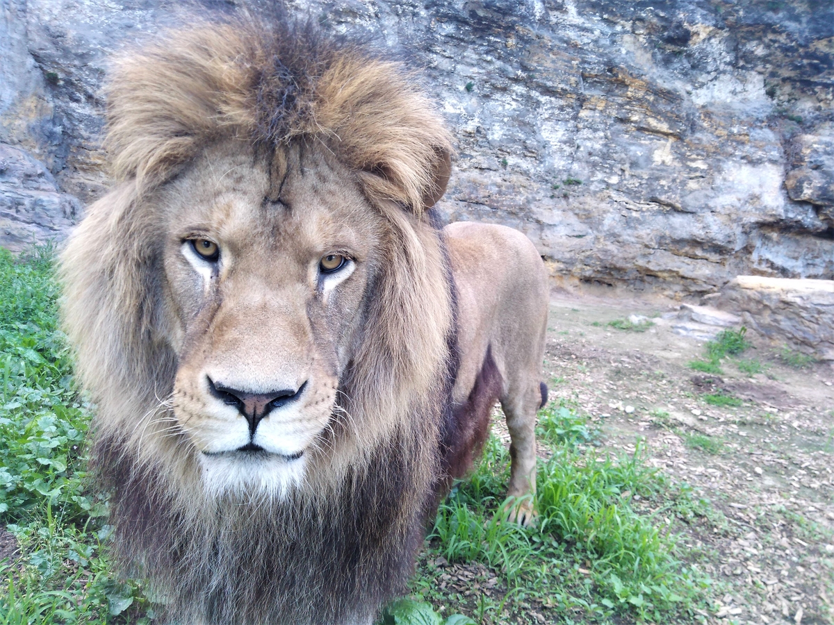 ZOO Bojnice opustil lev Ramzes. Išlo o prvého narodeného leva berberského v tejto zoo.