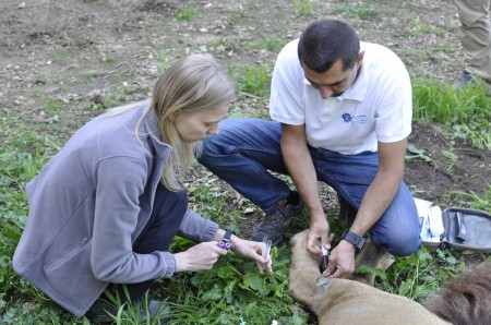 ZOO Bojnice opustil lev Ramzes. Išlo o prvého narodeného leva berberského v tejto zoo. 0