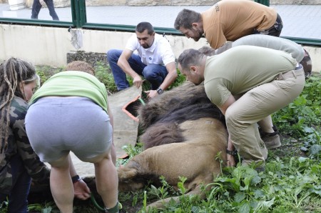 ZOO Bojnice opustil lev Ramzes. Išlo o prvého narodeného leva berberského v tejto zoo. 1