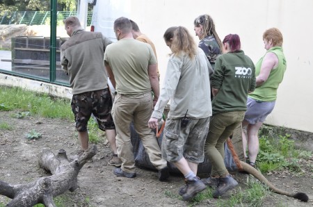 ZOO Bojnice opustil lev Ramzes. Išlo o prvého narodeného leva berberského v tejto zoo. 2