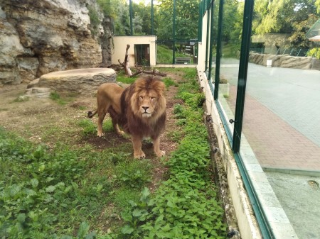 ZOO Bojnice opustil lev Ramzes. Išlo o prvého narodeného leva berberského v tejto zoo. 5