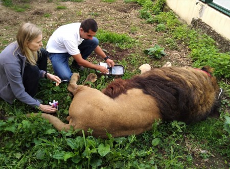 ZOO Bojnice opustil lev Ramzes. Išlo o prvého narodeného leva berberského v tejto zoo. 6