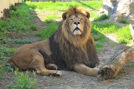 ZOO Bojnice opustil lev Ramzes. Išlo o prvého narodeného leva berberského v tejto zoo. 7