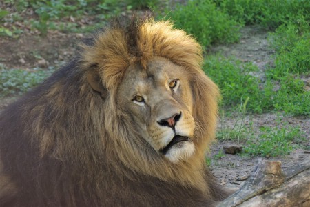 ZOO Bojnice opustil lev Ramzes. Išlo o prvého narodeného leva berberského v tejto zoo. 8
