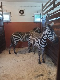 ZOO BOJNICE ZÍSKALA VZÁCNE ZEBRY BEZHRIVÉ 2