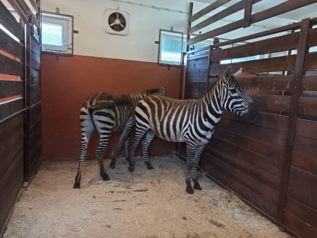 ZOO BOJNICE ZÍSKALA VZÁCNE ZEBRY BEZHRIVÉ 3