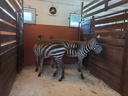 ZOO BOJNICE ZÍSKALA VZÁCNE ZEBRY BEZHRIVÉ 5