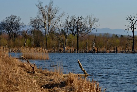 Video: Mokradiam na hornej Nitre hrozí zánik - Košovské jazerá a Laskár 6