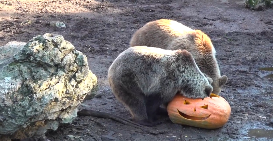 Video: Halloween a medvede v Zoo Bojnice