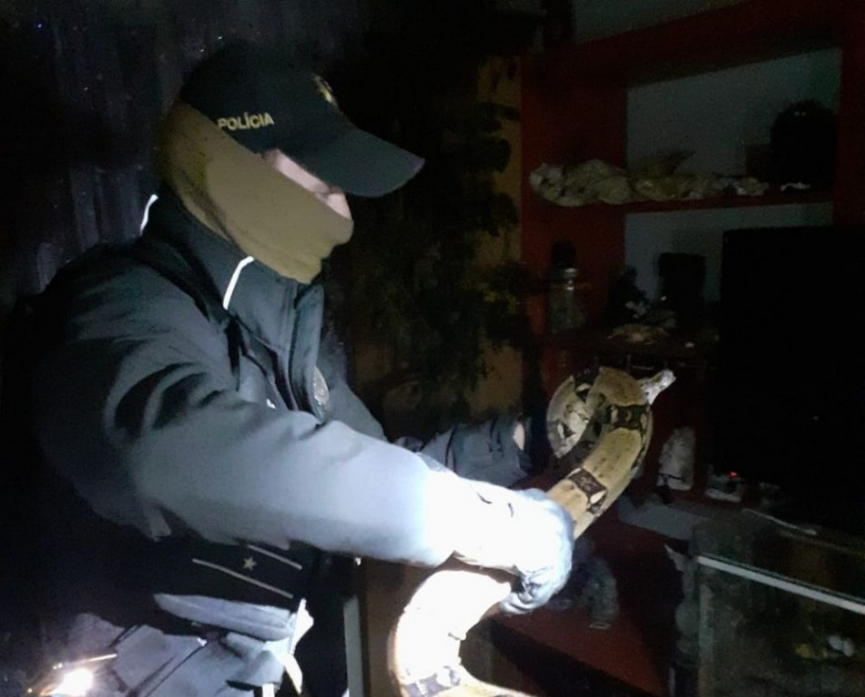 V PRIEVIDZI UŠIEL VEĽHAD: Vystrašenú vnučku majiteľa ochránila polícia