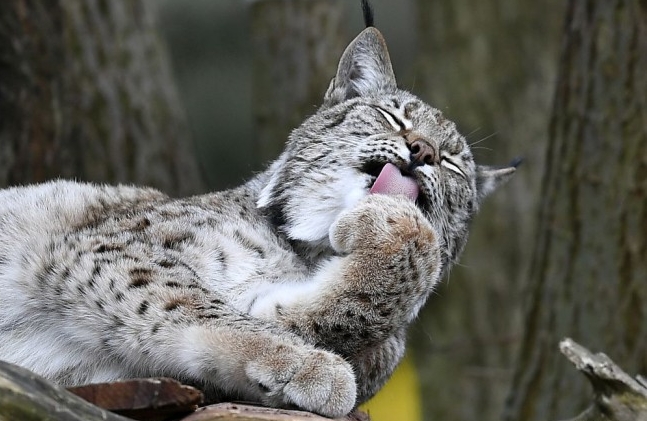 Bojnice: O ťažko zranenú samicu rysa z Podhradia sa starajú v bojnickej zoo