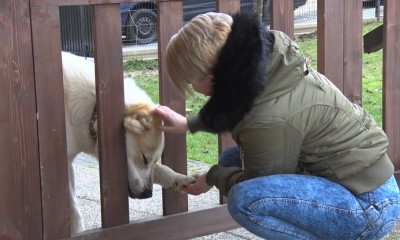Video: Ukradnutého psa z Malinovej našli po dvoch mesiacoch. Pomohli sociálne siete.