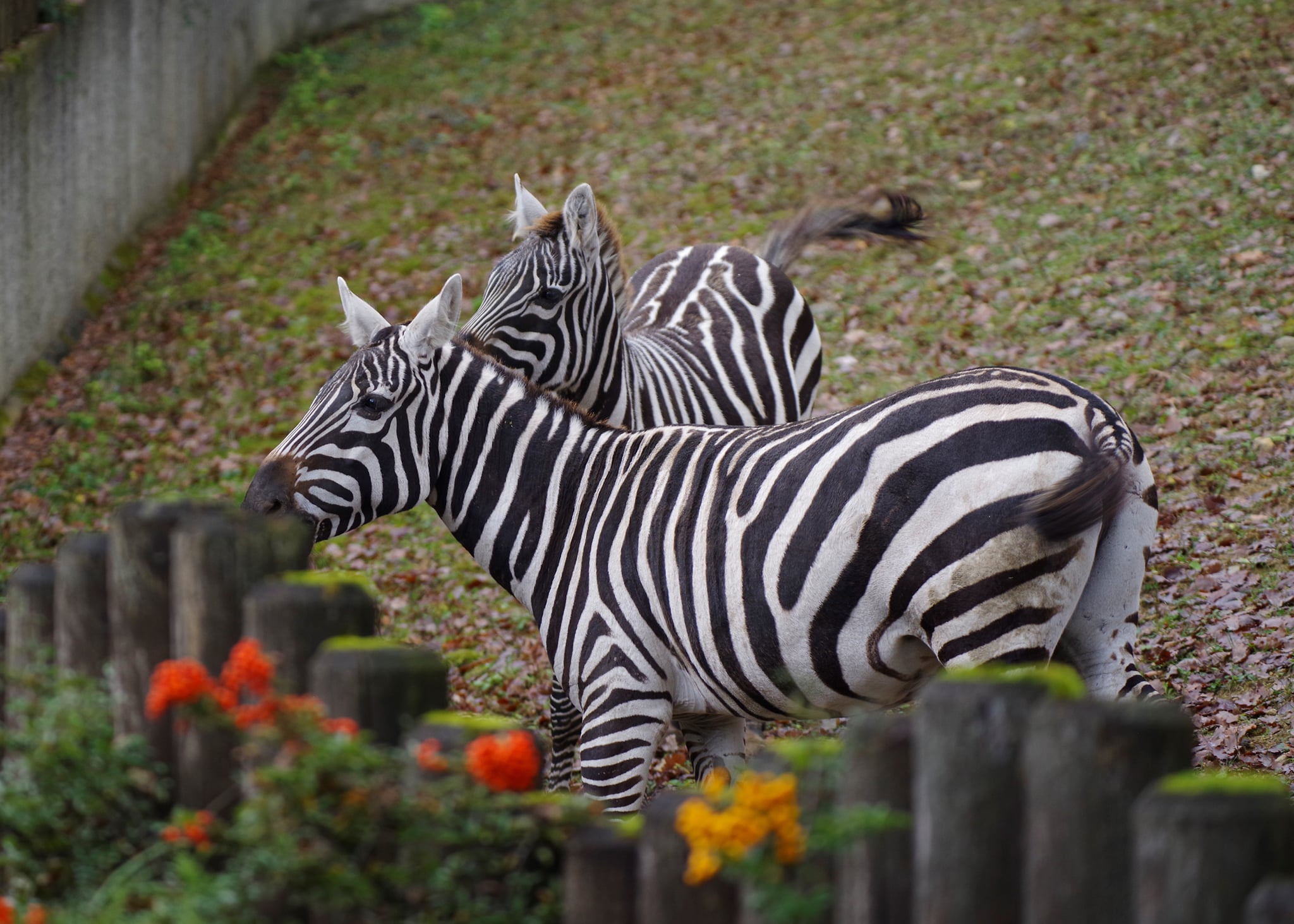ZOO Bojnice môžu navštíviť ľudia aj v tomto období