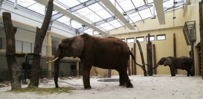 Zoo v Bojnice navštívilo po opätovnom otvorení stovky ľudí