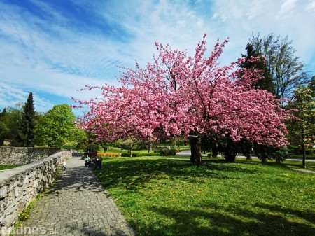 Foto: Rozkvitnuté Bojnice a okolie Bojnického zámku 9