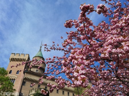 Foto: Rozkvitnuté Bojnice a okolie Bojnického zámku 12