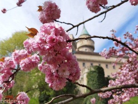 Foto: Rozkvitnuté Bojnice a okolie Bojnického zámku 14