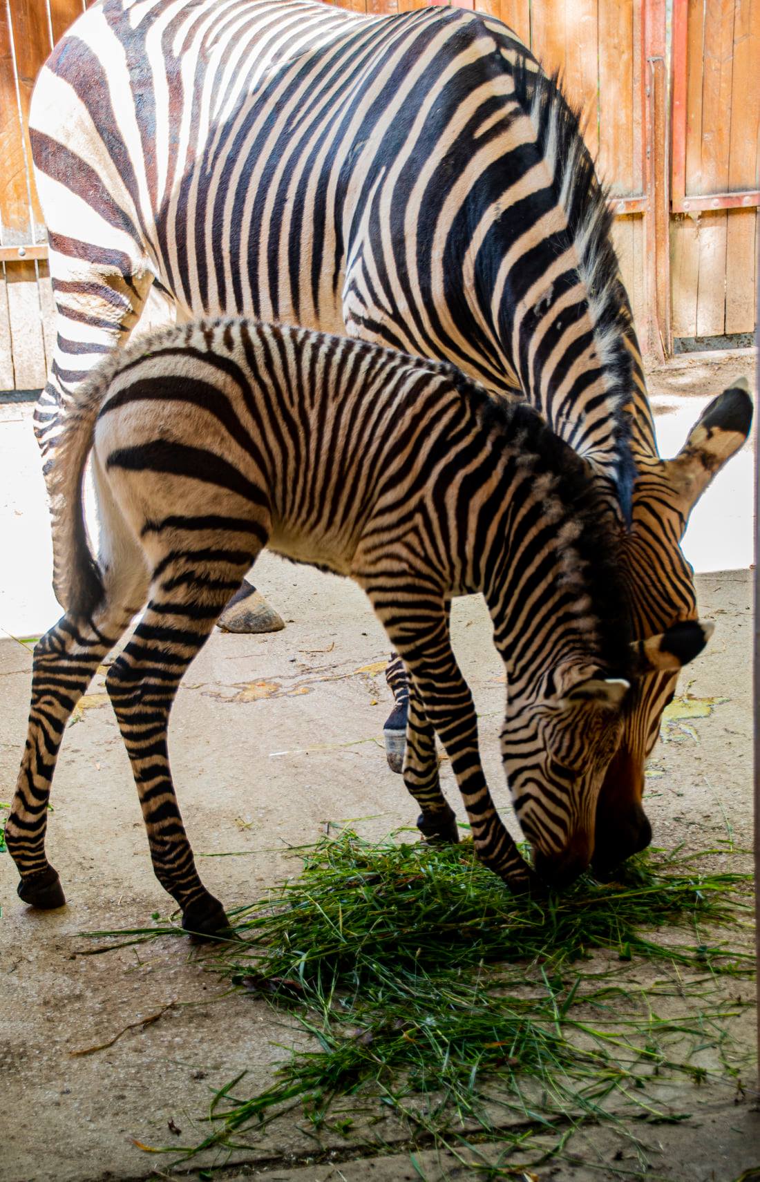 Video: V ZOO Bojnice sa narodila zebra, dostala meno Malala